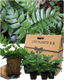 Holly Fern
