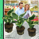 Hosta Francee Plant