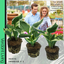 Hosta Francee