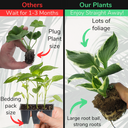 Hosta Francee Plant