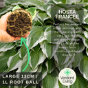 Hosta Francee Plant