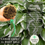 Hosta Francee