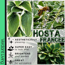 Hosta Francee Plant