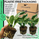 Hosta Francee Plant