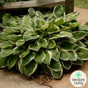 Hosta Francee Plant