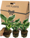 Hosta Francee Plant