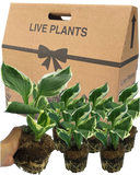 Hosta Francee Plant