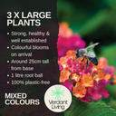 Sunrise Plant