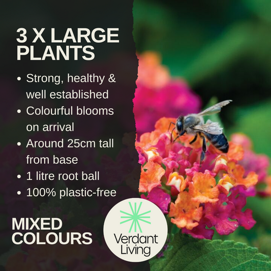 Lantana 'Evita' Mixed – Patio Lantana (Set of 3 or 6)