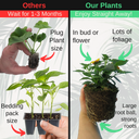 Sunrise Plant