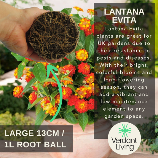 Hand holding a root ball before a potted lantana with red, orange and yellow flower heads, plus care text