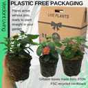 Sunrise Plant