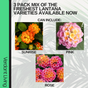Sunrise Plant