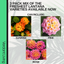 Lantana Evita Mix - Sunrise, Pink, Rose