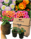Lantana Evita Mix - Sunrise, Pink, Rose