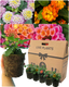 Lantana Evita Mix - Sunrise, Pink, Rose