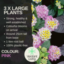 Lantana Evita Pink Plant