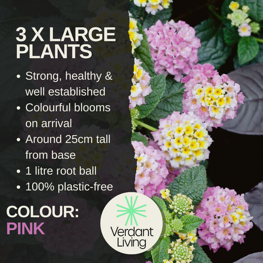 Lantana 'Evita Pink' – Patio Lantana (Set of 3 or 6)