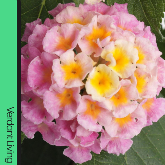 Single lantana flower head of pale pink and cream florets with yellow and orange eyes above dark leaves