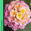 Lantana Evita Pink