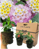 Lantana Evita Pink Plant