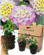 Lantana Evita Pink