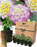 Lantana Evita Pink Plant