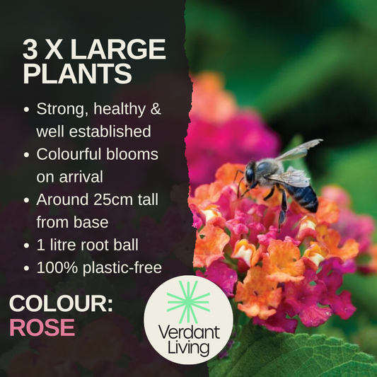 Lantana 'Evita Rose' – Patio Lantana (Set of 3 or 6)