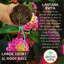 Lantana Evita Rose