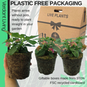 Lantana Evita Rose Plant