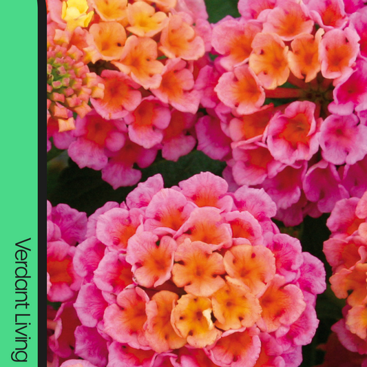 Massed lantana flower heads in pink with orange and yellow centres, forming rounded clusters
