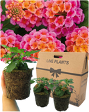 Lantana Evita Rose Plant