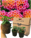 Lantana Evita Rose