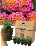 Lantana Evita Rose Plant