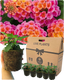 Lantana Evita Rose