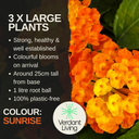 Lantana Evita Sunrise Plant
