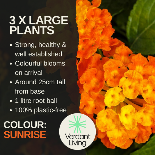 Lantana 'Evita Sunrise' – Patio Lantana (Set of 3 or 6)
