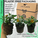 Lantana Evita Sunrise Plant