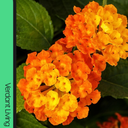 Lantana Evita Sunrise Plant