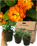 Lantana Evita Sunrise Plant