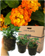 Lantana Evita Sunrise