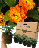 Lantana Evita Sunrise Plant