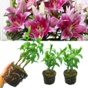 Oriental Gentle Romance Lily Plant