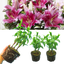 Oriental Gentle Romance Lily