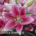 Oriental Gentle Romance Lily Plant