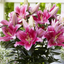 Oriental Gentle Romance Lily