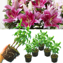 Oriental Gentle Romance Lily Plant