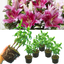Oriental Gentle Romance Lily