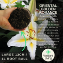 Oriental Golden Romance Lily Plant