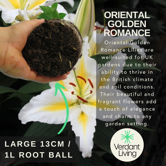 Hand holding a lily root ball before a white oriental lily with golden yellow stripes, with overlaid care text